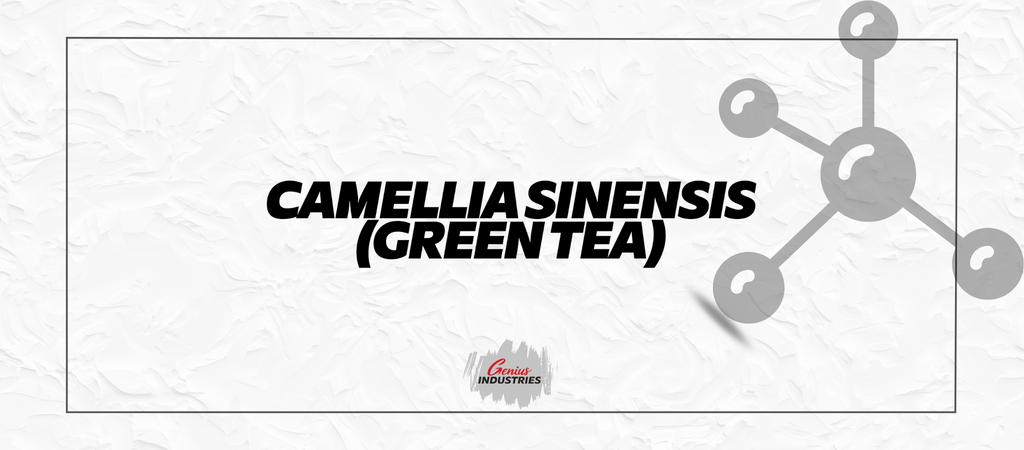 Camellia Sinensis (Green Tea)
