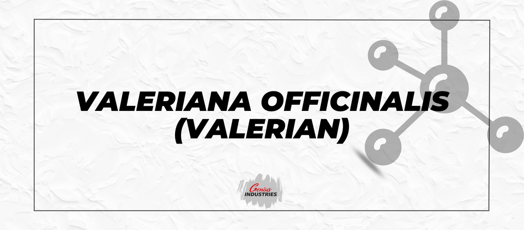 Valeriana officinalis (Valerian)